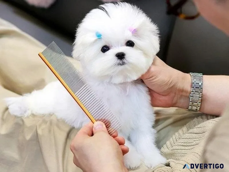 Pomeranian Puppies