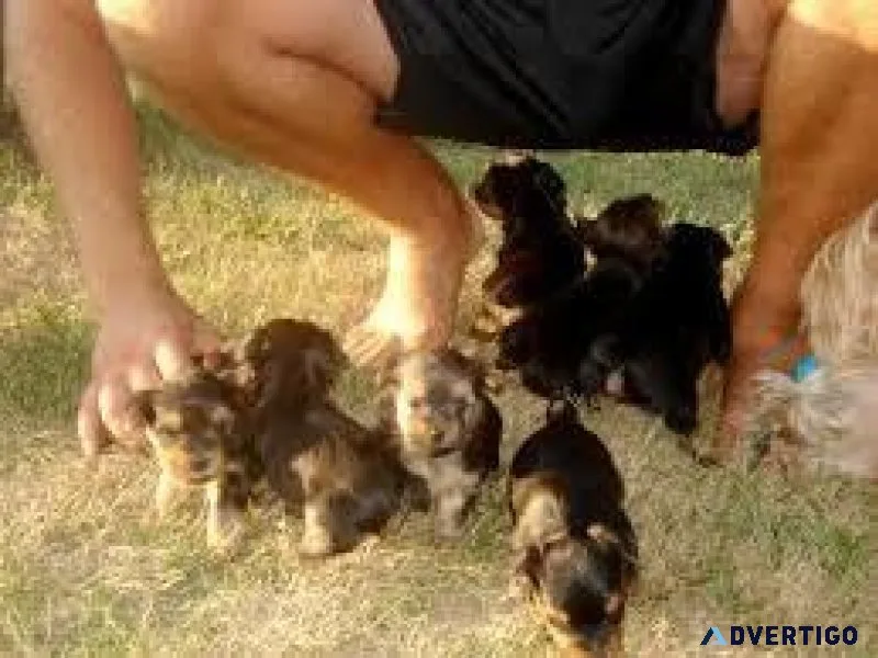 2 Charming AKC T-Cup Yorkie puppies