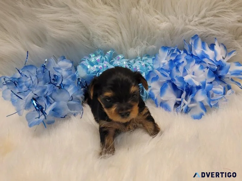 Yorkshire terrier Freddy