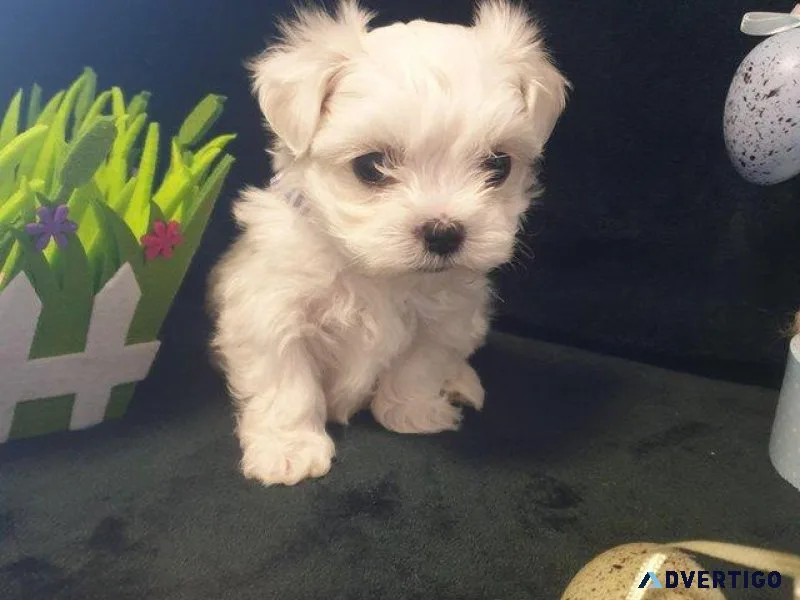 tytyy Maltese Puppies