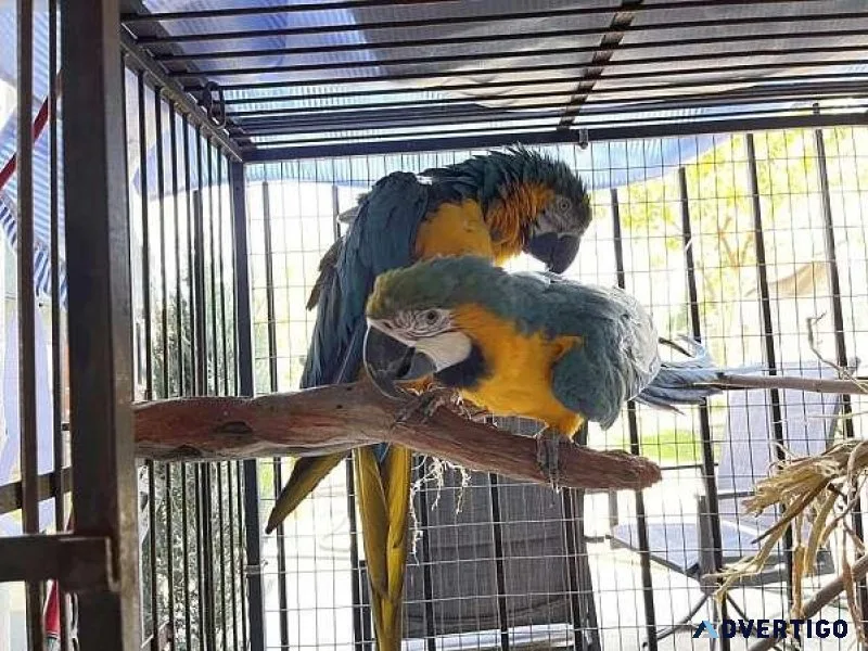 Gentle Blue and Gold Macaws Available