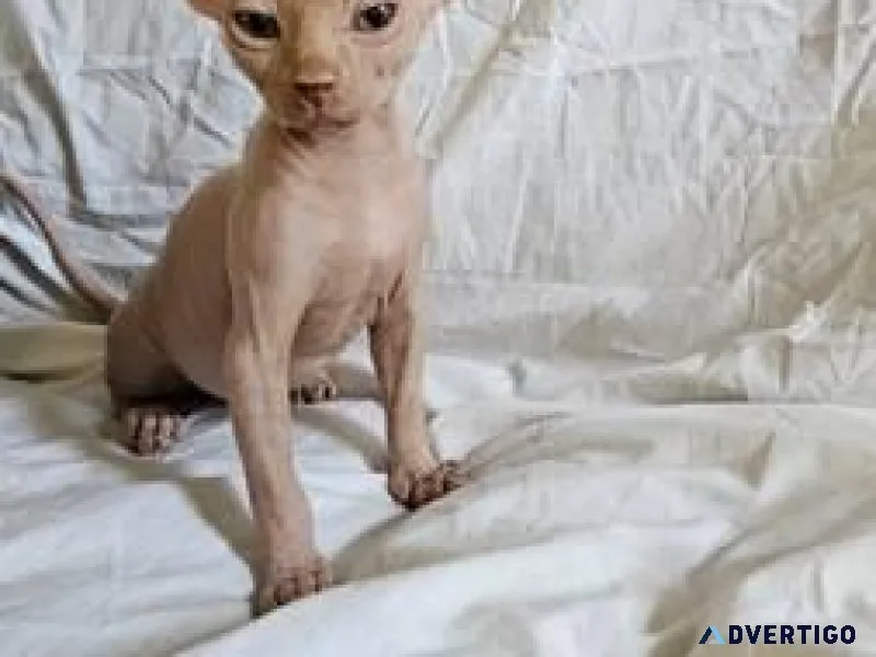 Coated sphynx kittens