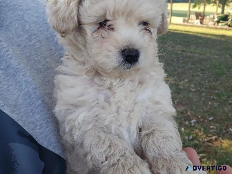 Toy Poodles