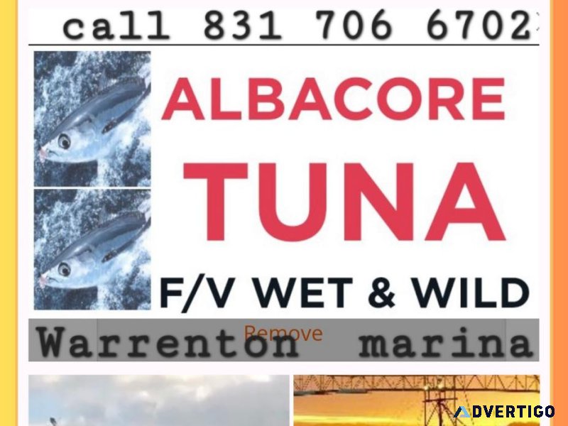 Blast frozen albacore tuna