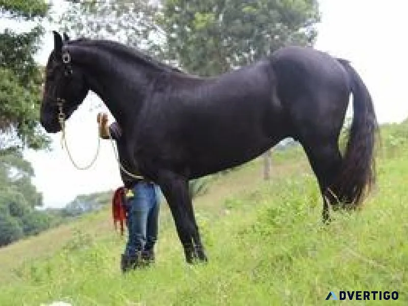 Friesian horse for your home