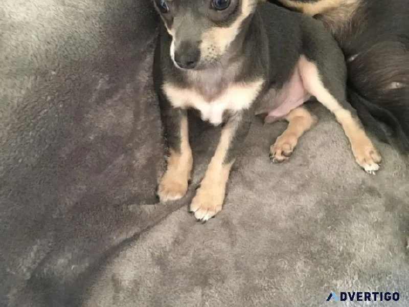 Purebreed   Chihuahua puppies