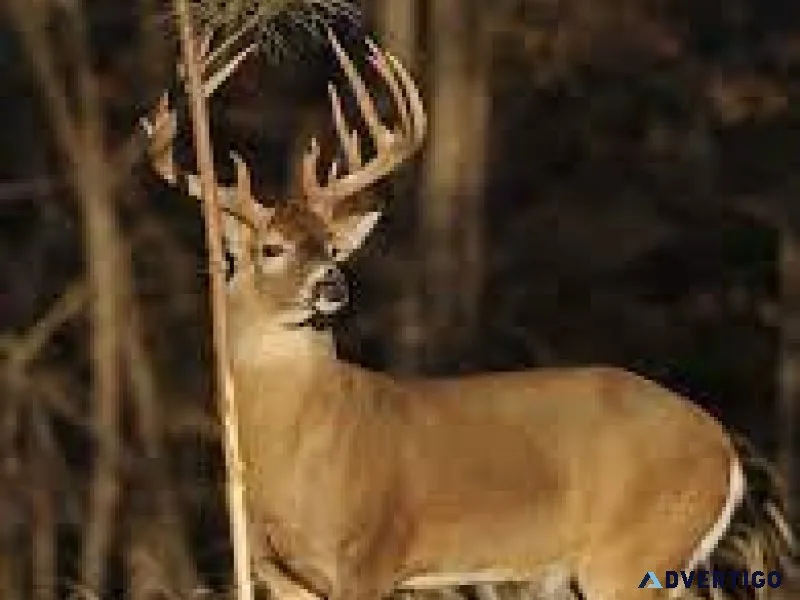 Explore Your Adventure With Black Belt Deer Hunting