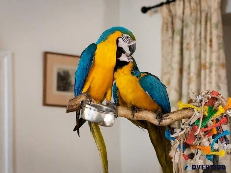 Beautiful Blue and Gold Macaws for sale