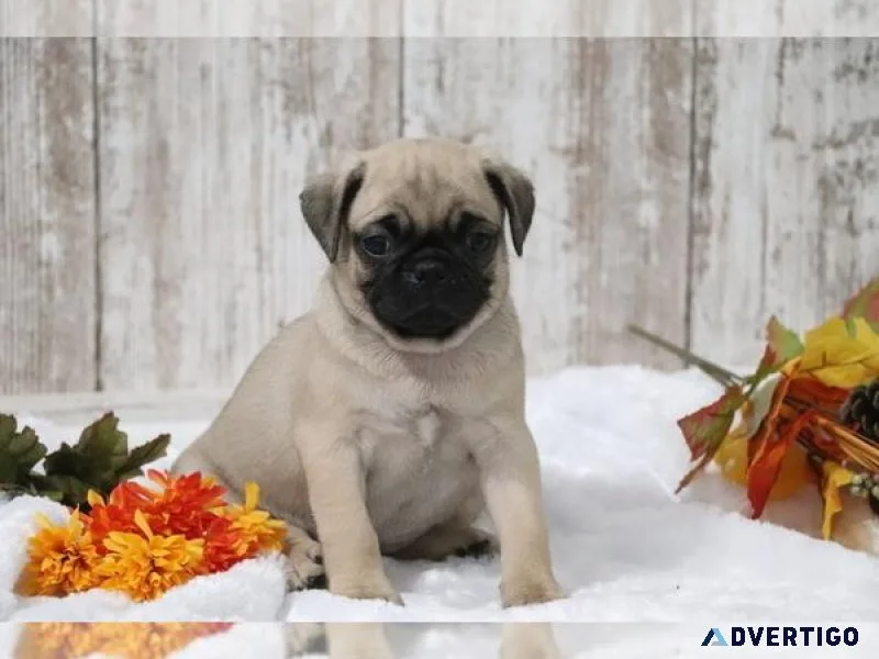 Cute Pug Puppy