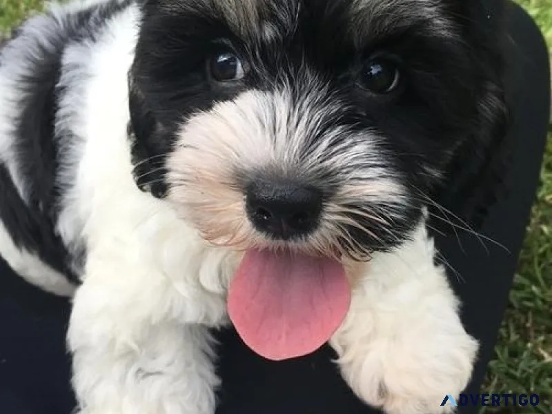 Lovely Cavachon puppies