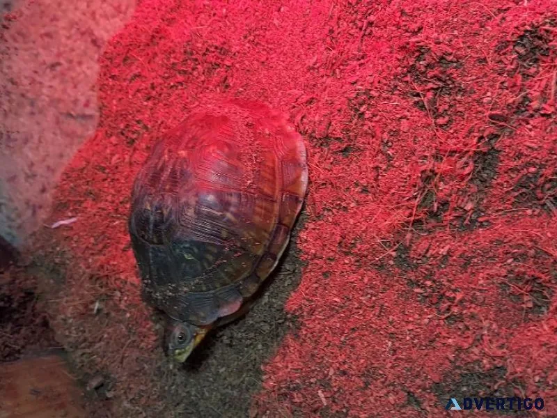 Box Turtle habitat and supplies