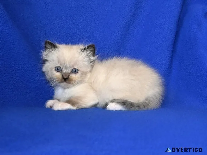 Adorable TICA Ragdoll Kittens