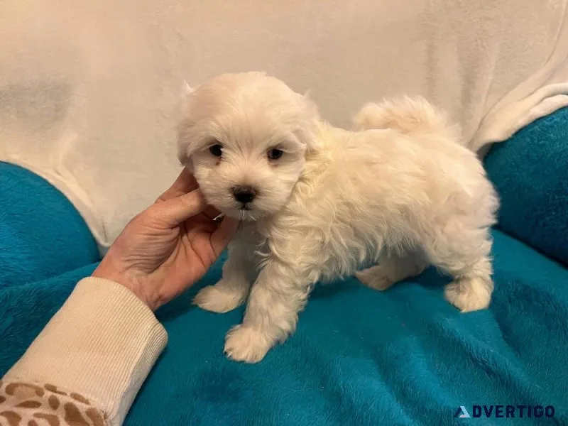 Maltese One puppy left