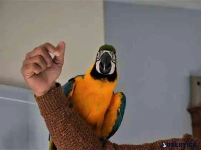 Well Tamed Blue and Gold Macaws available now.