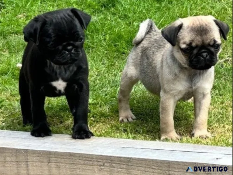 Adorable Pug Seeking a Loving Forever Home