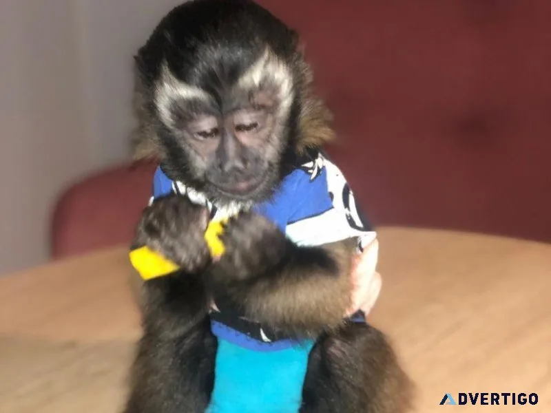 Well Socialized Capuchin Monkeys For Re-homing