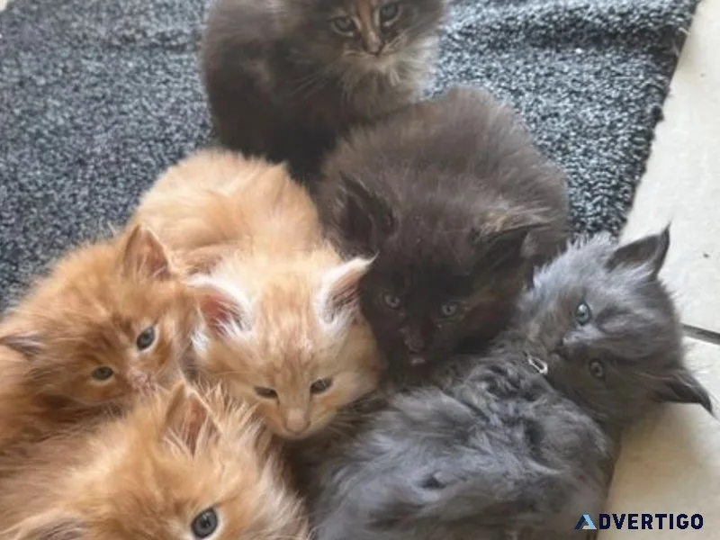 Pedigree Maine Coon Kittens