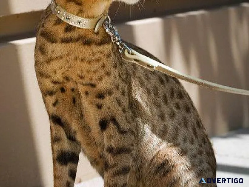 Ashera Cat