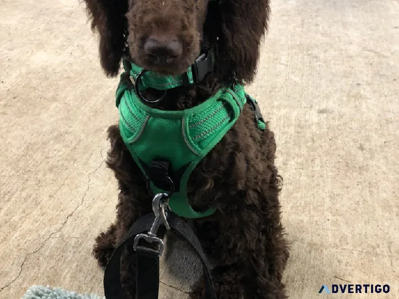 Standard poodle sisters