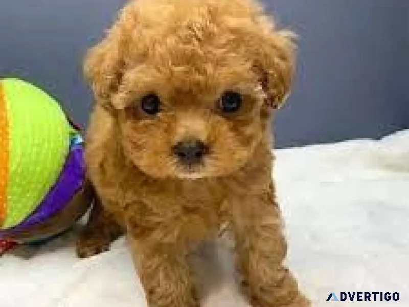 GORGEOUS TOY POODLE BABIES