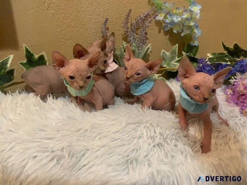 sphinx cats for sale