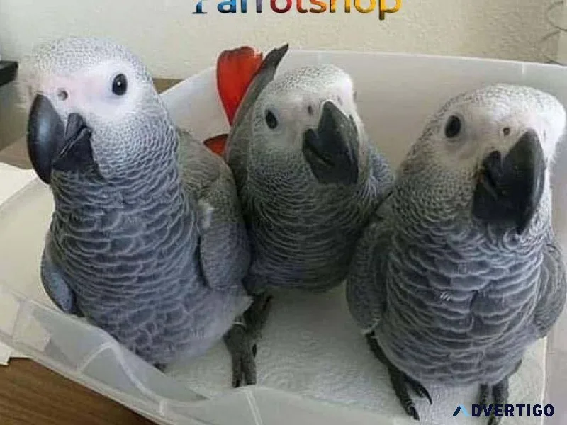 Timneh African Grey Parrot Available For Sale