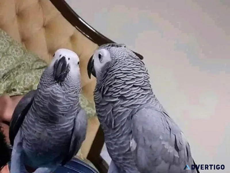 Congo African Grey parrots For sale