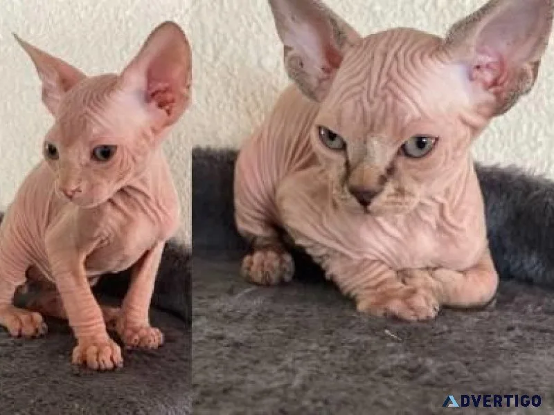 Sphynx kittens