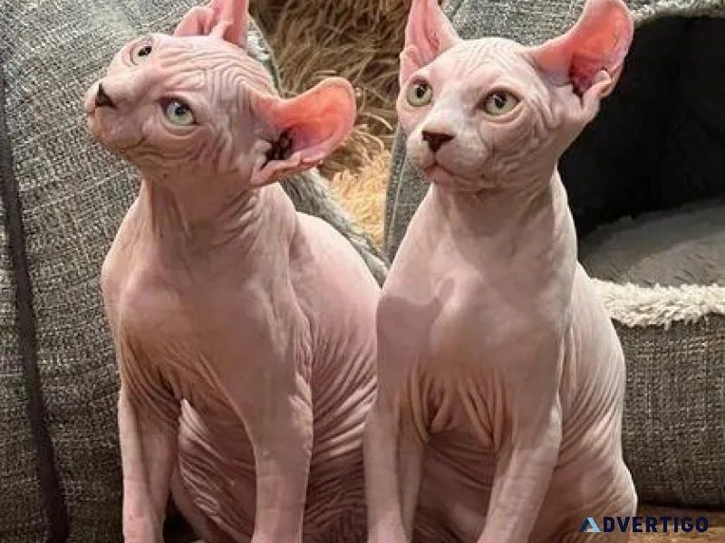 Male And Female Sphynx Kittens Available Fully Vaccinated TICA