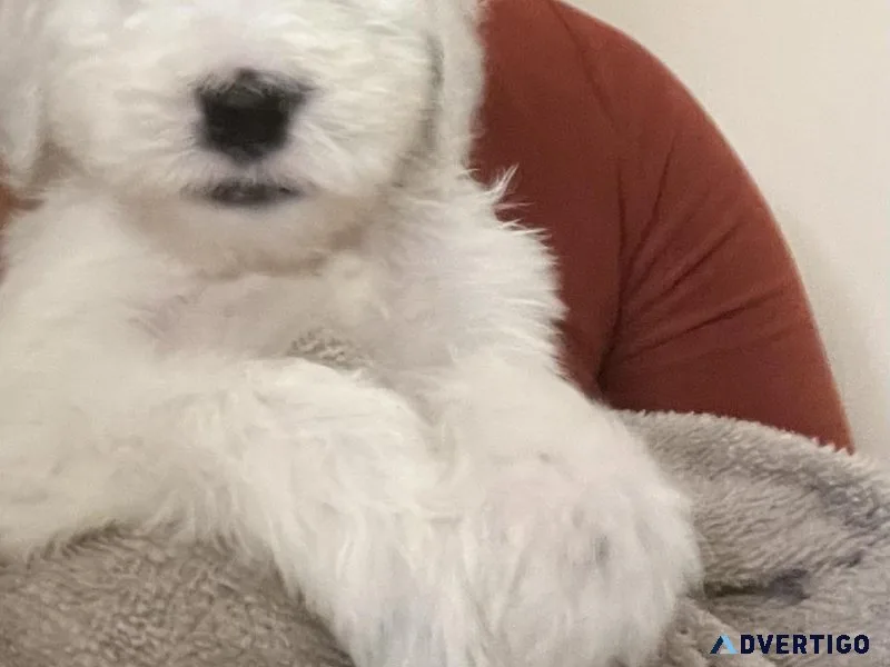 Sheepadoodle Puppies