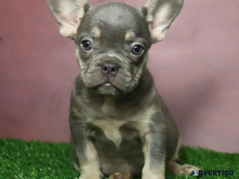 Twila Female French Bulldog