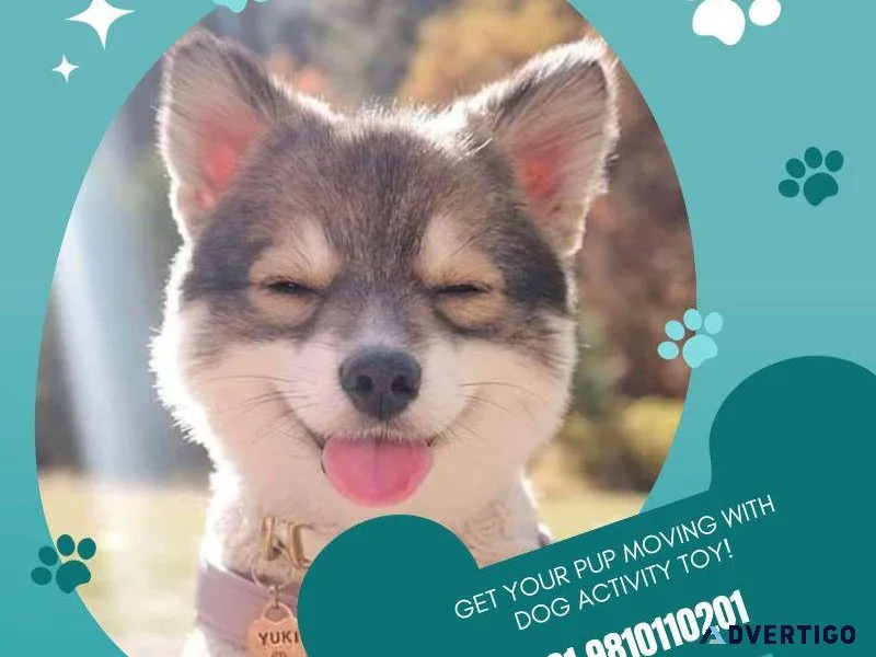 Get Your Pup Moving with Dog Activity Toy