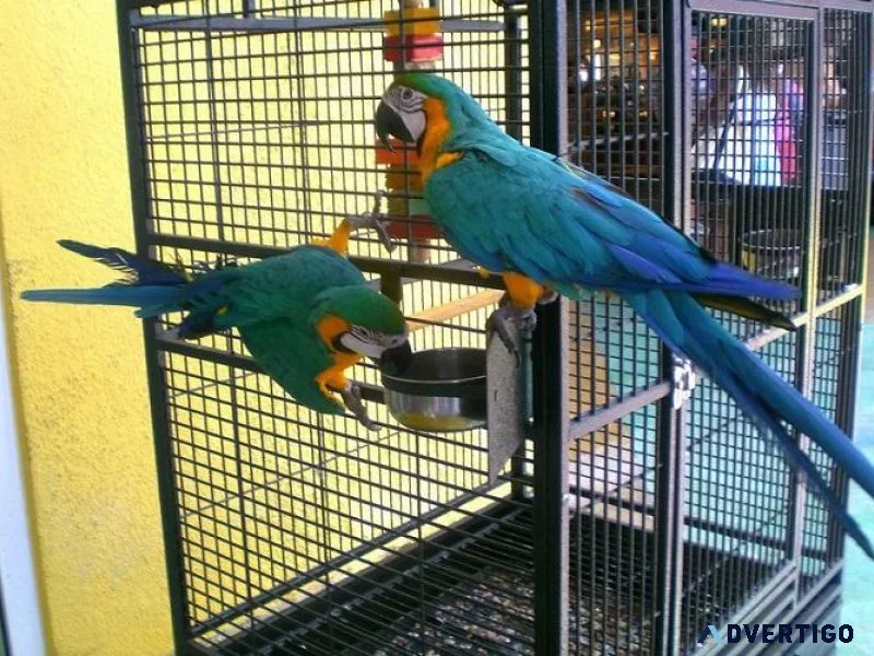 Beautiful Macaw green and blue Macaw for sale.