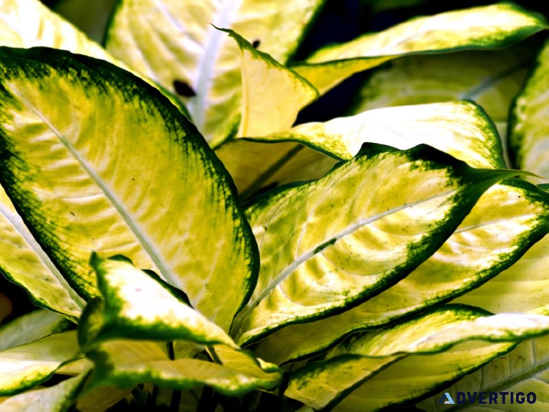 What are the benefits of Aglaonema Super White Plant