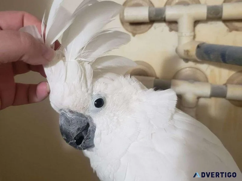 Talking Young Umbrella Cockatoos available for sale