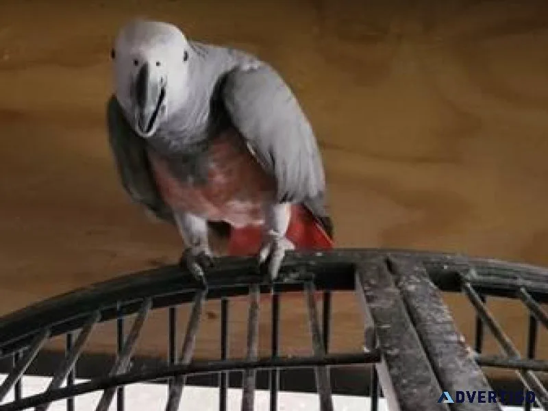 Timneh African Grey for sale