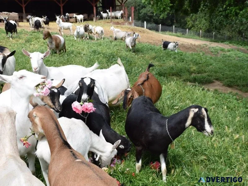 Dairy and meat goats for sale