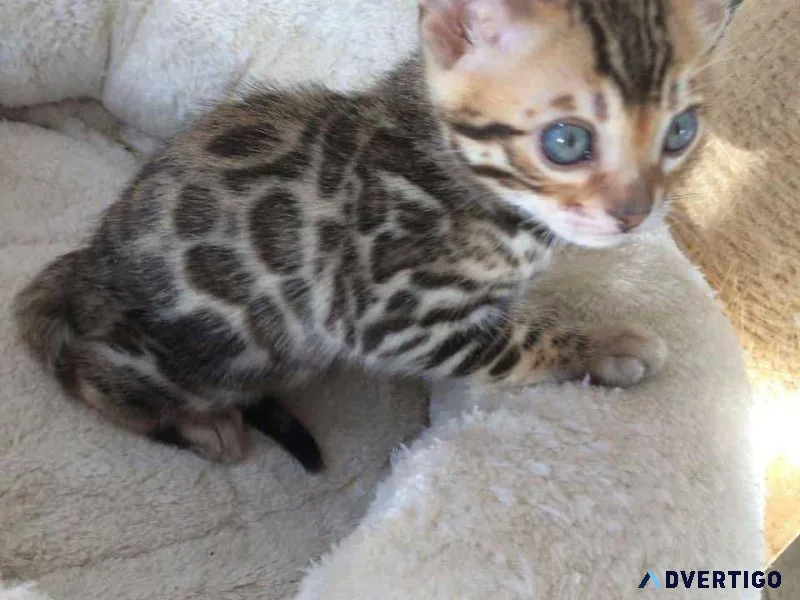 Adorable Bengal Kitten for a new home