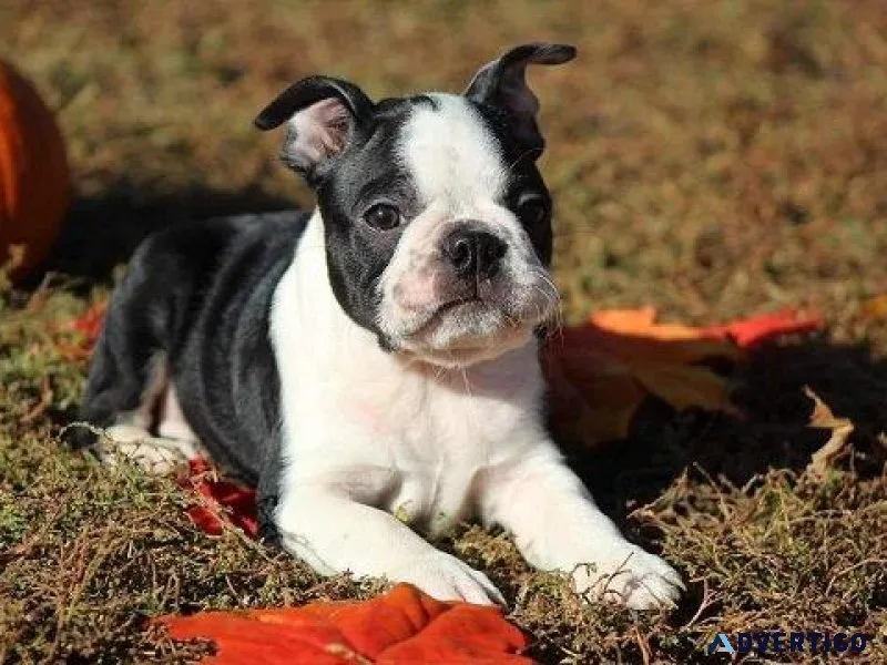 Boston Terriers for Sale