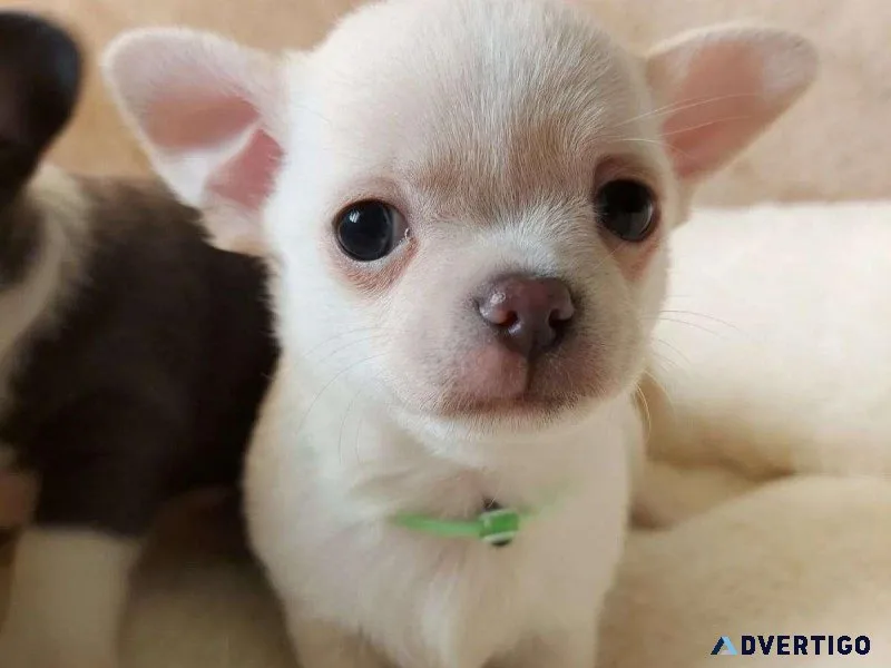 Teacup Chihuahua Puppies for sale