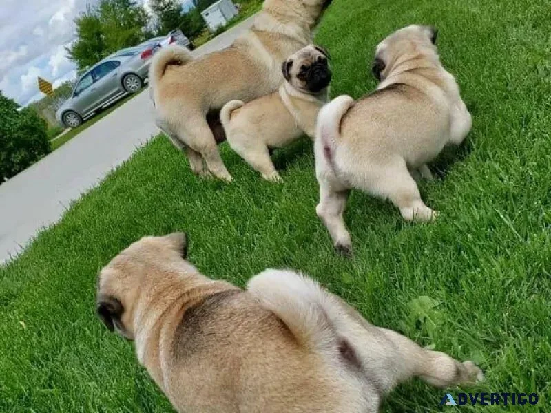 Flutty Male and Female Pugs Puppies
