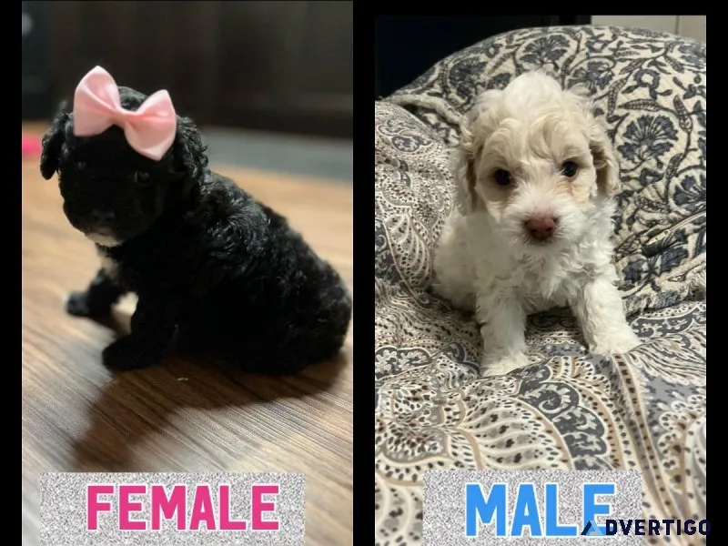 minitoy cockapoo