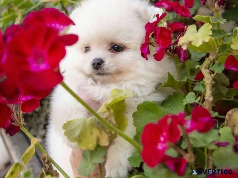 Pomeranian Puppies