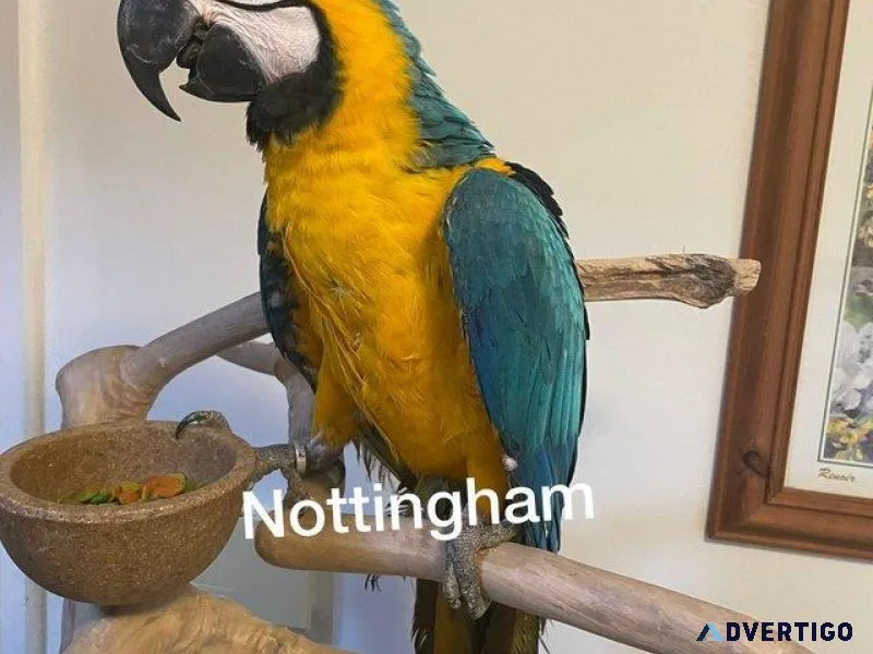 Young Handreared blue and golden Macaw
