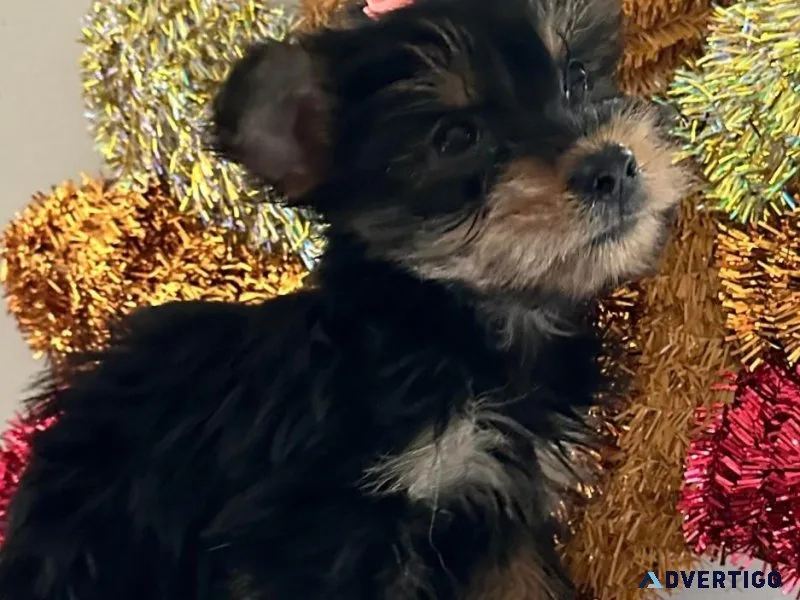 Yorkie Puppies