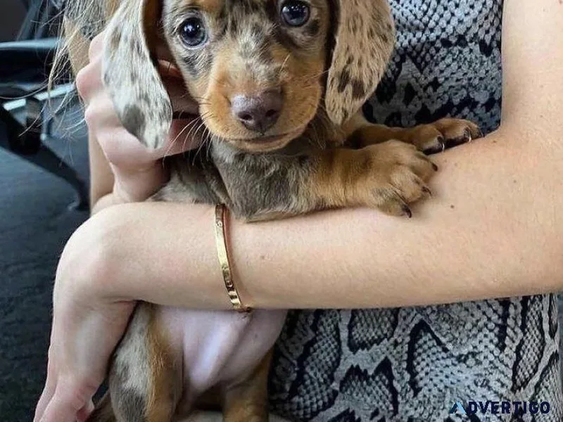 Charming Dachshund Puppies