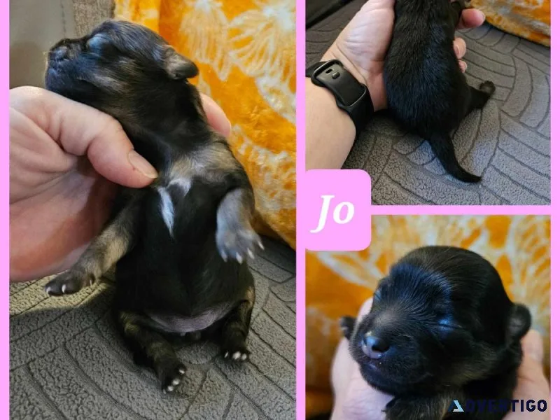 Pomchi Puppies For Sale