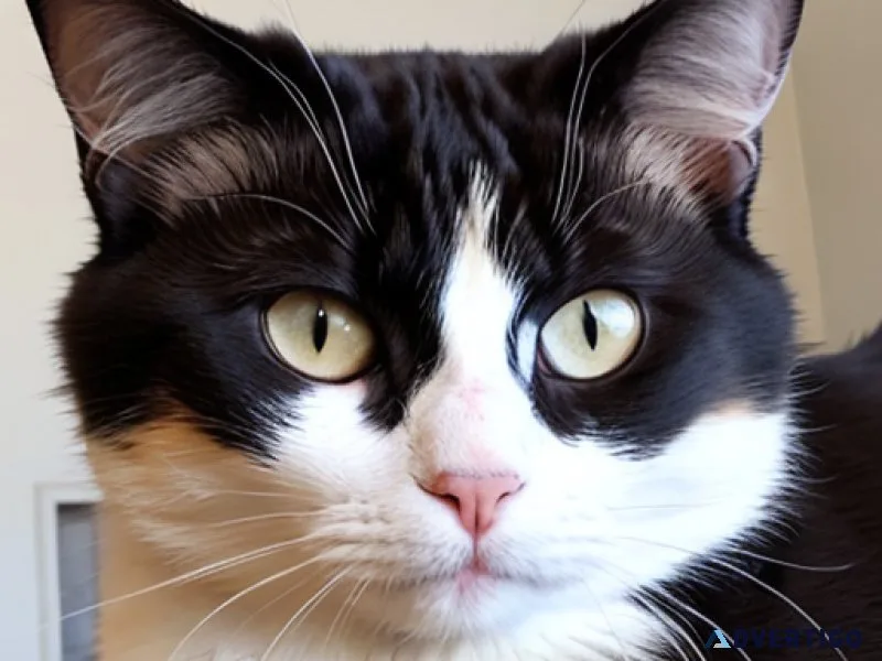 &quotWhiskers of Elegance The Feline Majesty of kitty&quot