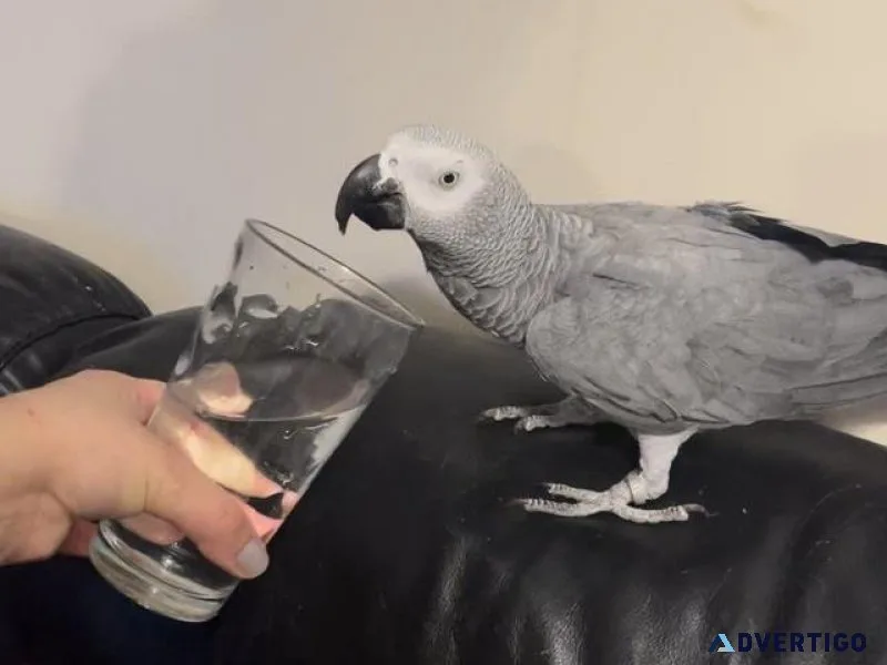 2 Super Tame African Grey Parrots