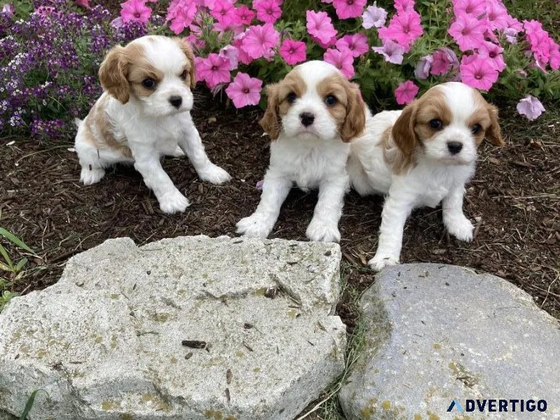 Cavalier  puppies